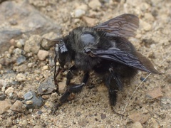 Bombus melaleucus