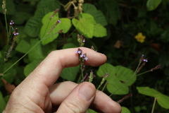 Verbena litoralis