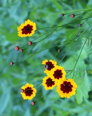 Coreopsis tinctoria