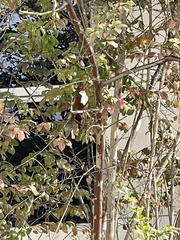 Halcyon smyrnensis