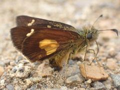 Dalla