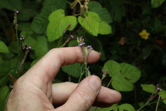 Verbena litoralis