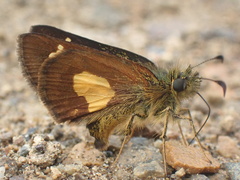Dalla