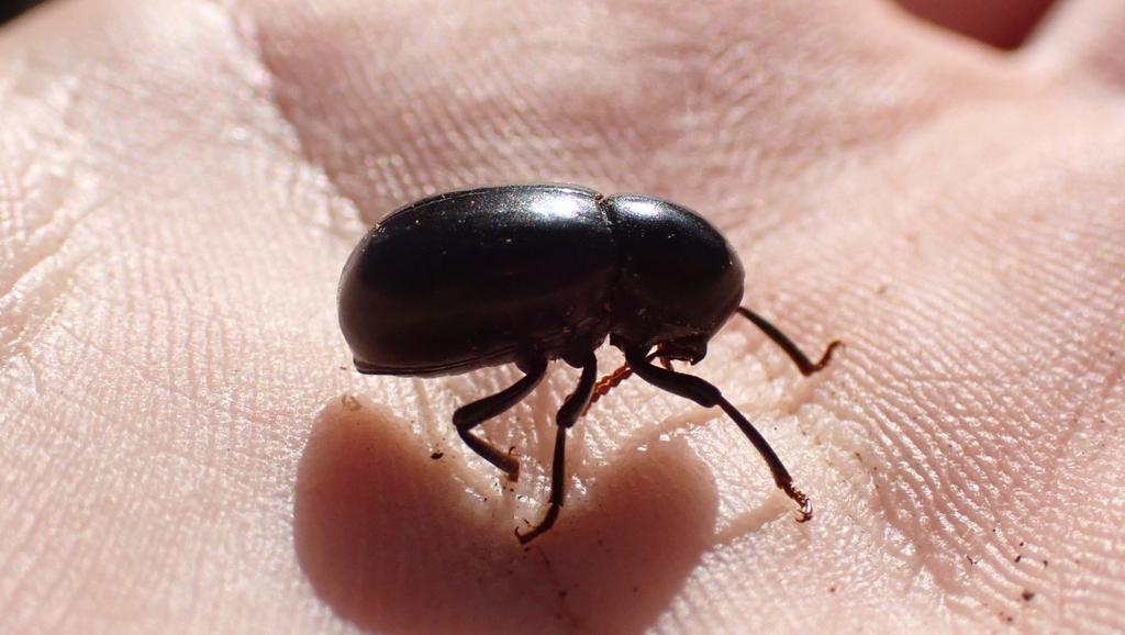Misolampus subglaber