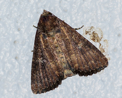 Condica