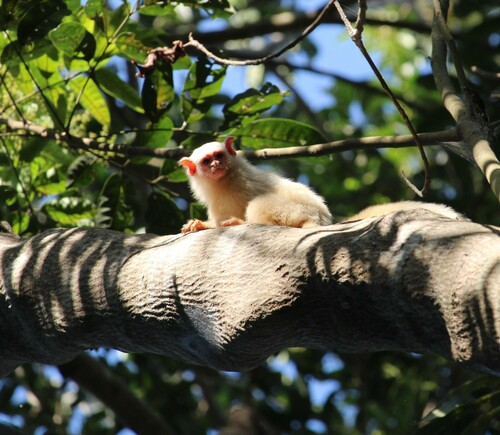 Golden-white Bare-ear Marmoset (Mico leucippe) — Least Concern Mammalia