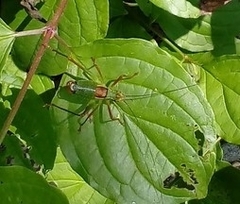 Barbitistes serricauda