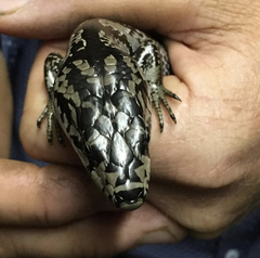 Cyclodomorphus gerrardii