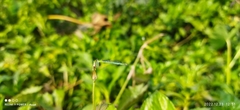 Agriocnemis kalinga