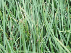 Carex paleacea