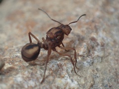 Acromyrmex