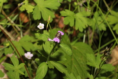 Rostellularia obtusa