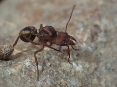 Acromyrmex
