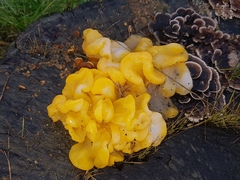Tremella mesenterica