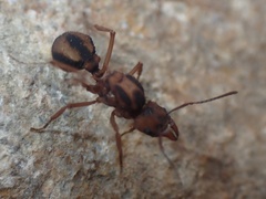 Acromyrmex