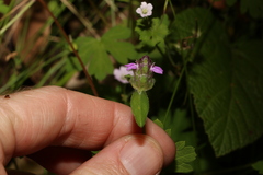 Rostellularia obtusa