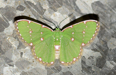 Argyrocosma inductaria