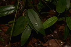 Leichhardtia fraseri