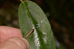Leichhardtia fraseri