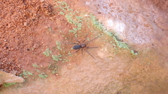 Mesiotelus