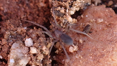 Mesiotelus