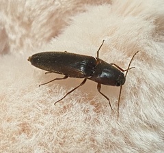 Elaterinae