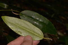 Leichhardtia fraseri