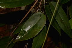 Leichhardtia fraseri