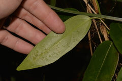 Leichhardtia fraseri