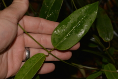 Leichhardtia fraseri