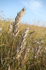 Astragalus onobrychis