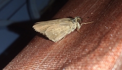Pelopidas mathias