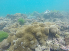 Palythoa caribaeorum