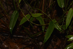 Leichhardtia fraseri