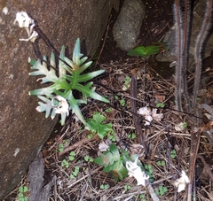 Doryopteris pedatoides