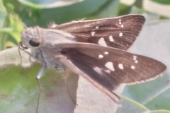 Pelopidas mathias