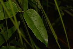 Leichhardtia fraseri