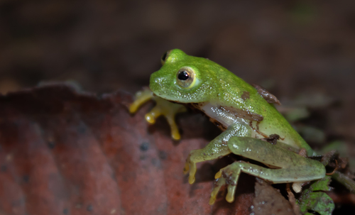 Northern Glassfrog
