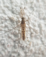 Culiseta annulata