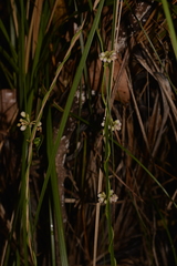 Leichhardtia fraseri