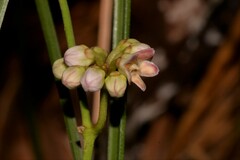 Leichhardtia fraseri