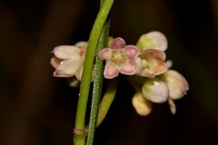 Leichhardtia fraseri