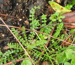 Biserrula pelecinus