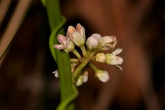 Leichhardtia fraseri