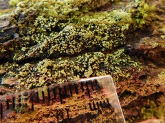 Chrysothrix granulosa