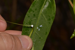 Leichhardtia fraseri