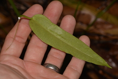 Leichhardtia fraseri