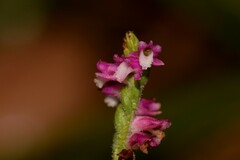 Spiranthes australis