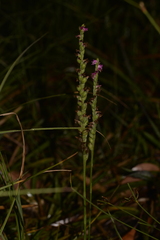 Spiranthes australis