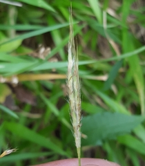 Ischaemum koleostachys